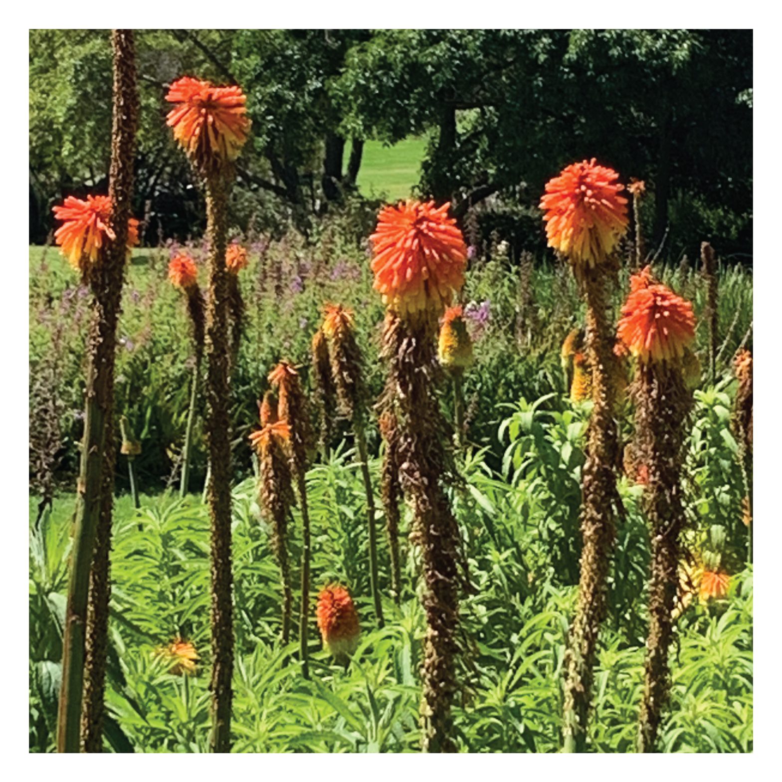 Ένα πρότυπο φροντίδας για άτομα με διαταραχές που σχετίζονται με το γονίδιο PIK3CA (PROS): Μια διεθνής συναίνεση ειδικών